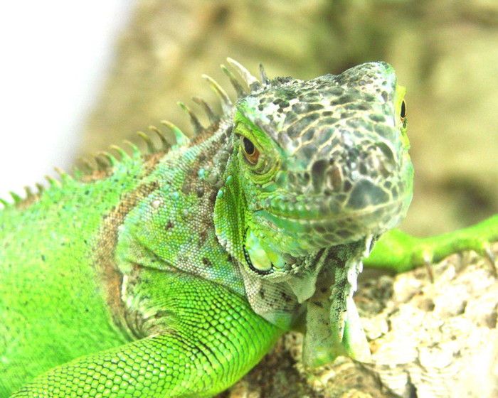fondos-escritorio-iguana-verde-1280 - Iguana verde