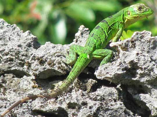 iguana - Iguana verde