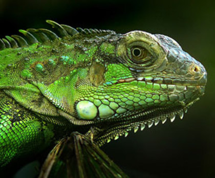 iguana_verde - Iguana verde