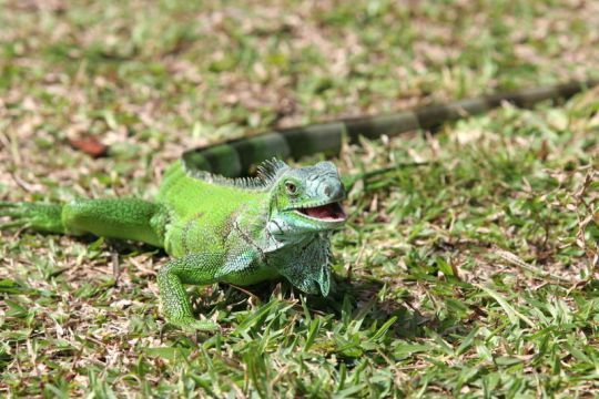 iguana-verde-animal-de-companie-exotic-459b - Iguana verde