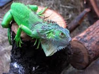 images - Iguana verde