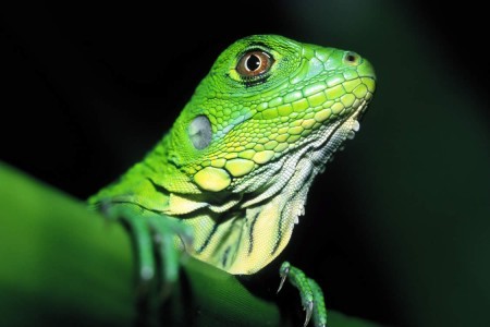 preview.php - Iguana verde