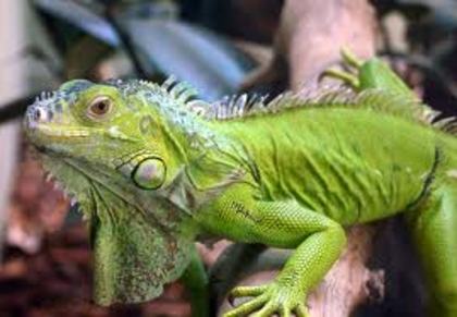vvv - Iguana verde