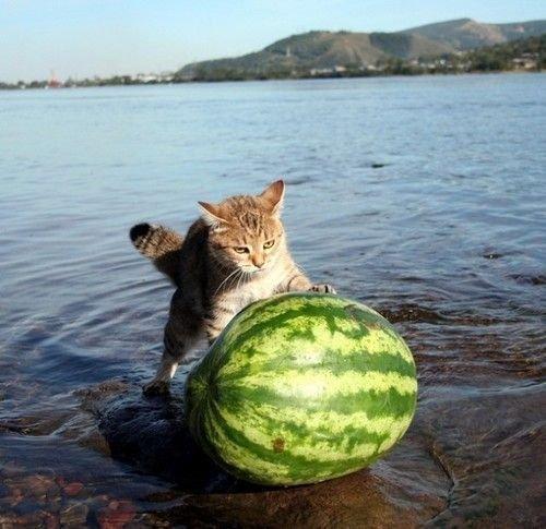 650x1600_watermelon_cat[1] - POZE AMUZANTE