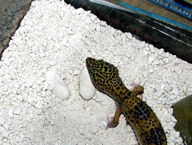 img0104xn - Inmultire gecko