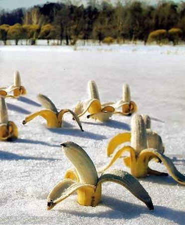 650x1600_bananas[1]