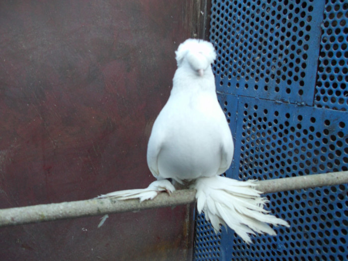 mascul 2010 - tobosarii germani-poze noi 2012