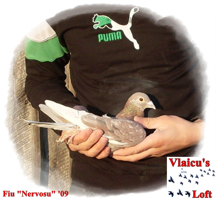 SDC10035 - 1-Masculi voiajori-male pigeons