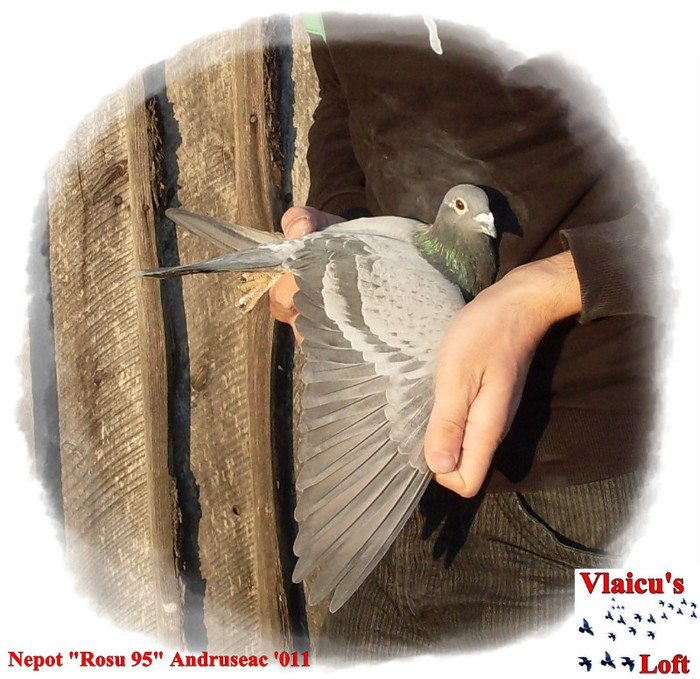 SDC10052 - 1-Masculi voiajori-male pigeons
