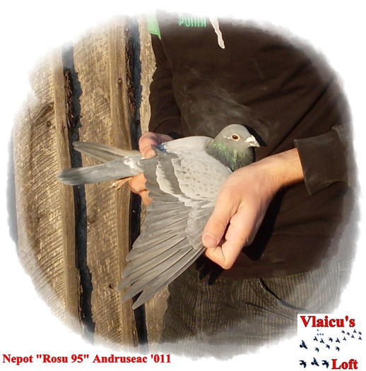 SDC10053 - 1-Masculi voiajori-male pigeons