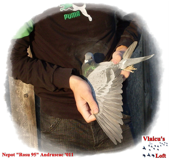 SDC10055 - 1-Masculi voiajori-male pigeons