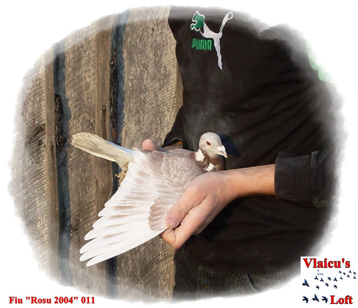 SDC10108 - 1-Masculi voiajori-male pigeons