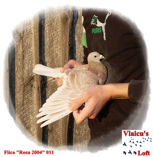SDC10089 - 2-Femele voiajori-female pigeons