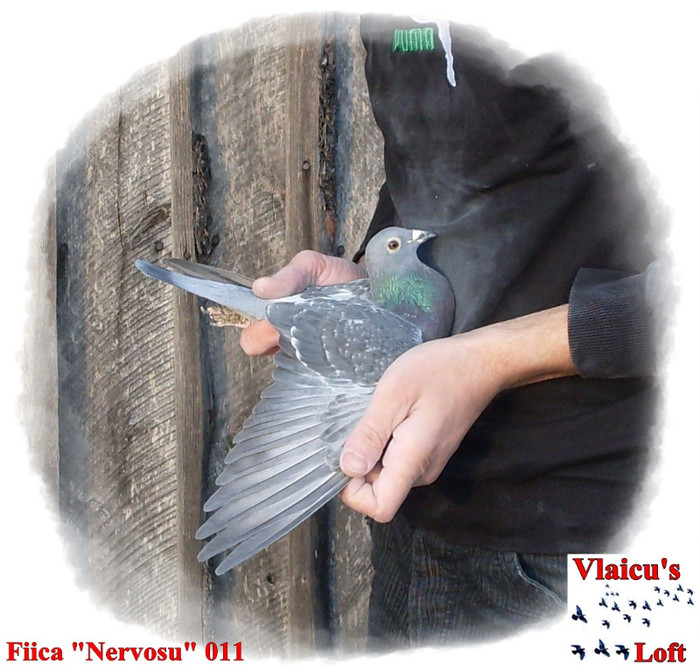 SDC10112 - 2-Femele voiajori-female pigeons