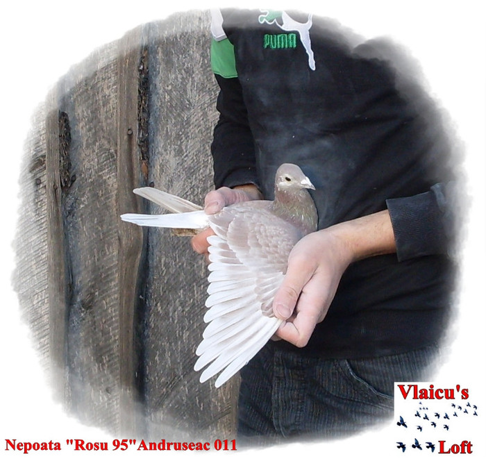 SDC10122 - 2-Femele voiajori-female pigeons