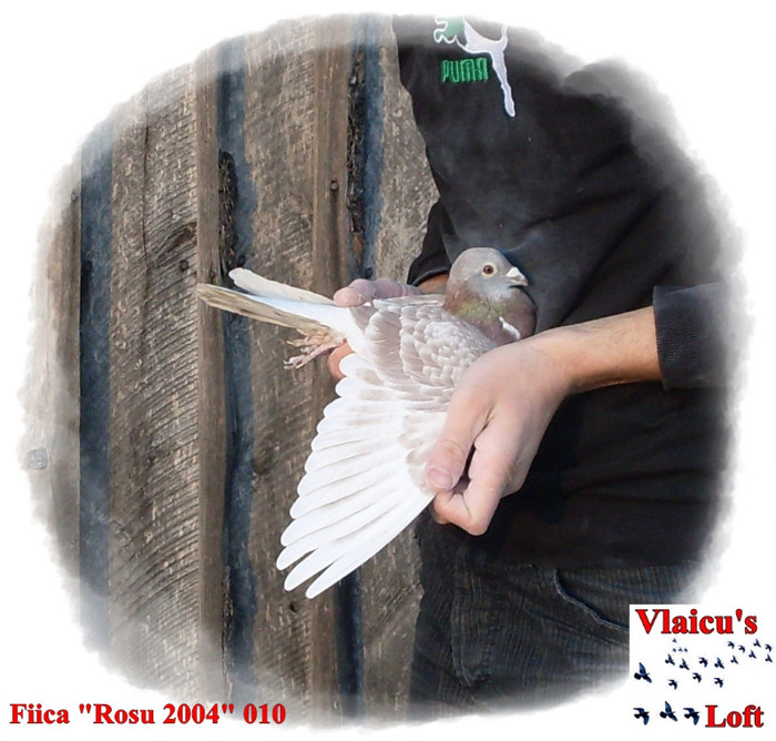 SDC10135 - 2-Femele voiajori-female pigeons