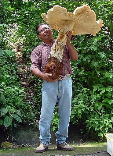 650x1600_huge-mushroom-is-bigger-than-this-guy[1] - POZE AMUZANTE