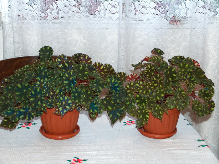 HPIM1679 - begonia bow ariola