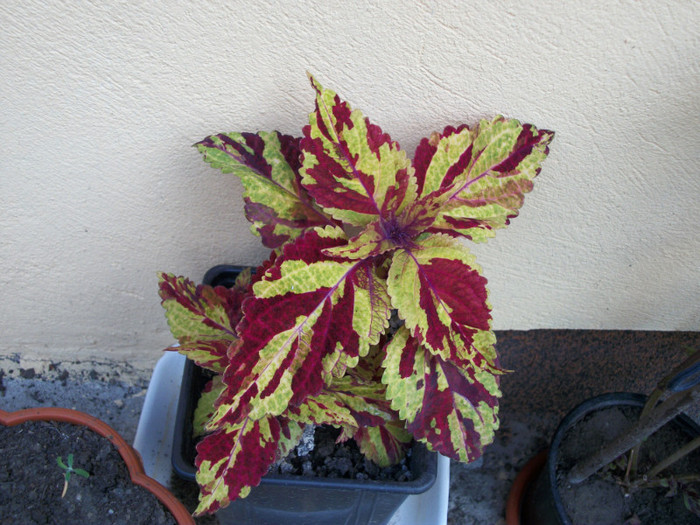 100_3392 - coleus