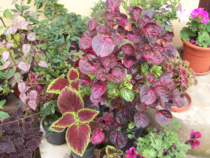 100_4704 - coleus