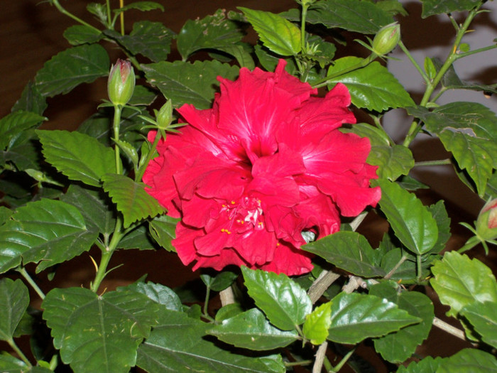 100_6103 - hibiscus