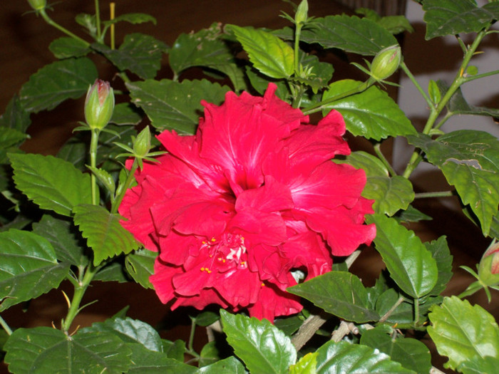 100_6104 - hibiscus