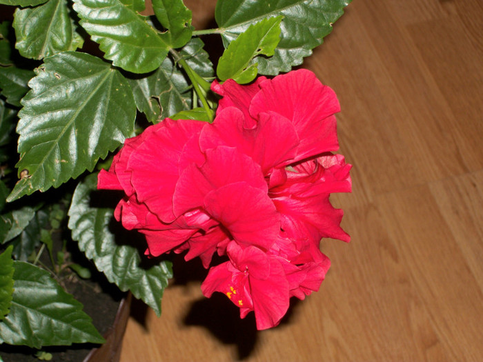 100_6105 - hibiscus