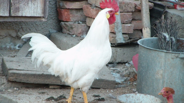 leghorn la 7 luni - cocosel LEGHORN de vanzare sau schimb