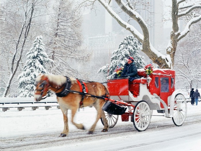 Hansom Cab, Central Park, New York - POZE IARNA 2011