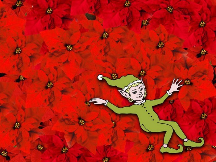 Poinsettia Bed