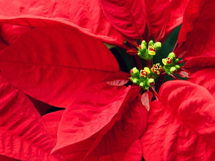 Pretty Poinsettia