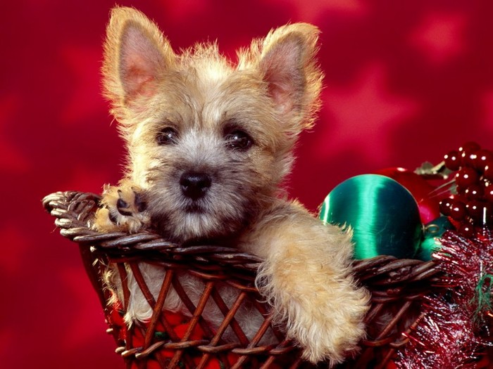 Season\'s Wishes, Cairn Terrier Puppy - POZE IARNA 2011