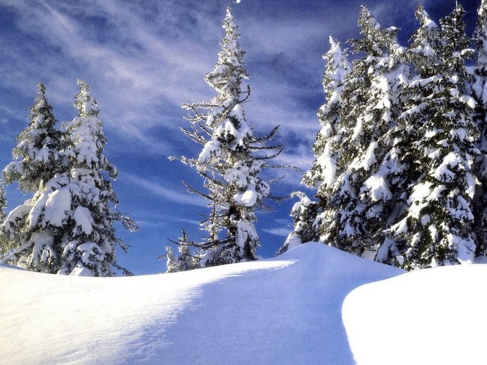 Snowy Pines