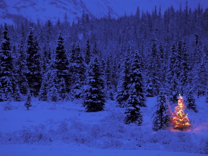 Apline Glow, Summit Lake, Alaska