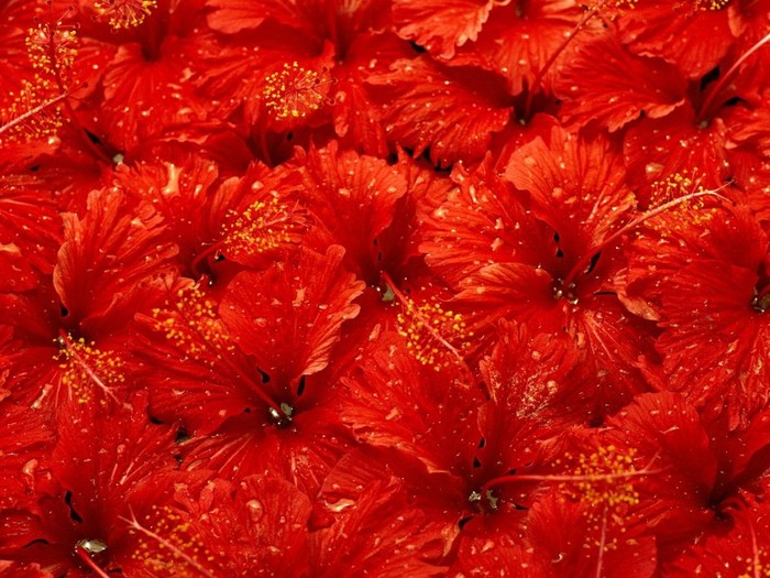 Christmas Flowers
