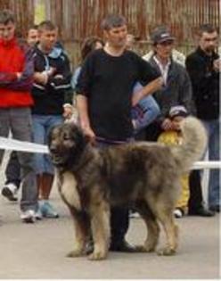 Milcov de Mindilica 19