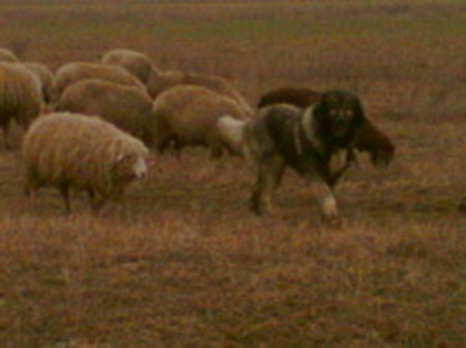 Milcov de Mindilica 8