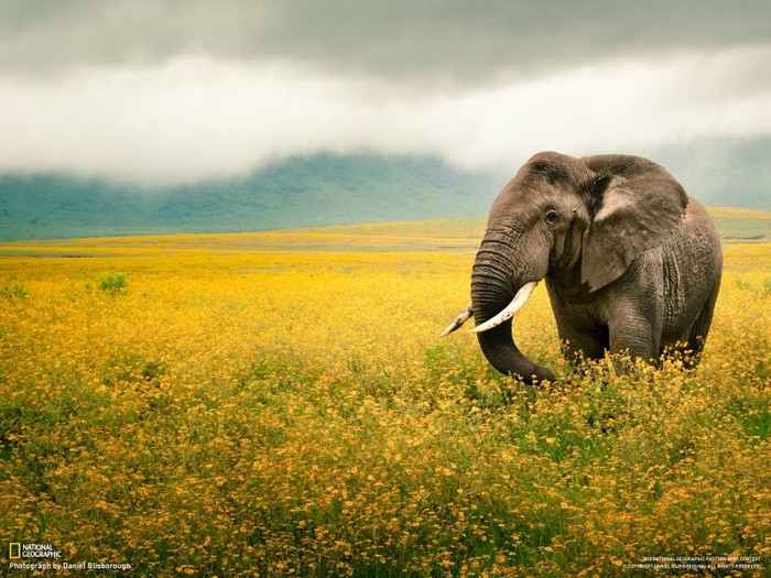 15 - National Geographic Wallpapers