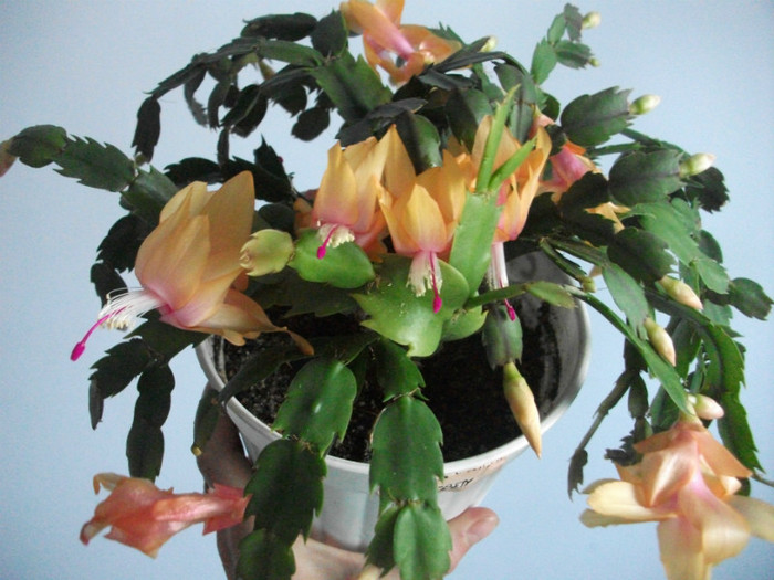 poze 434 - Craciunite decembrie