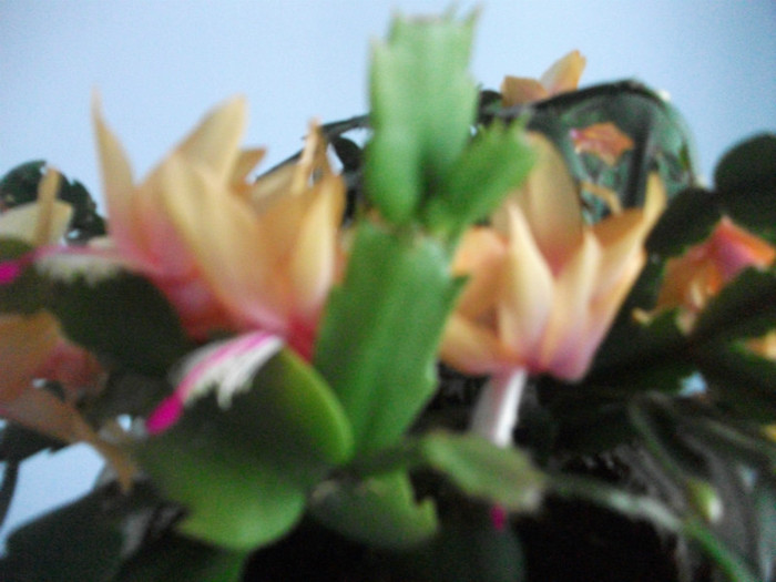 poze 435 - Craciunite decembrie