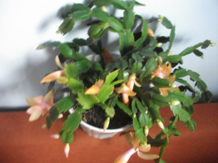 poze 329 - Craciunite decembrie