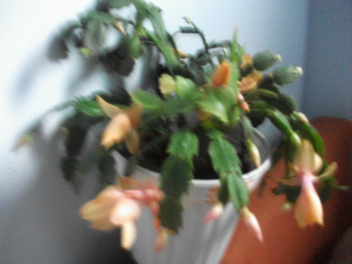 poze 332 - Craciunite decembrie