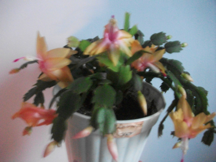 poze 333 - Craciunite decembrie