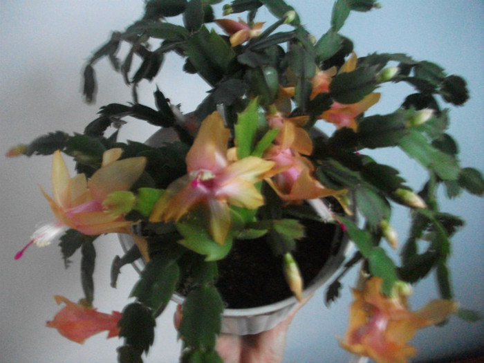 poze 334 - Craciunite decembrie