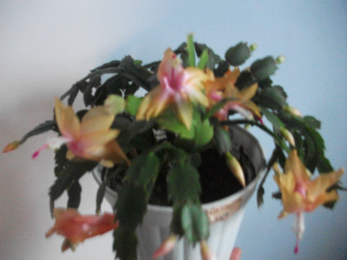 poze 336 - Craciunite decembrie