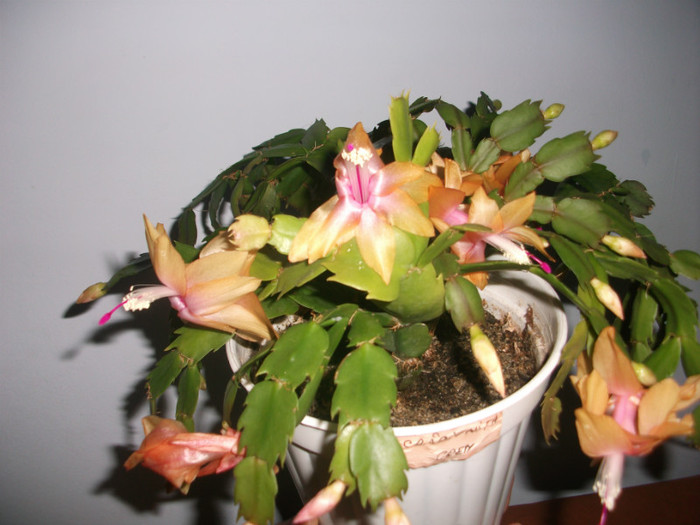 poze 338 - Craciunite decembrie