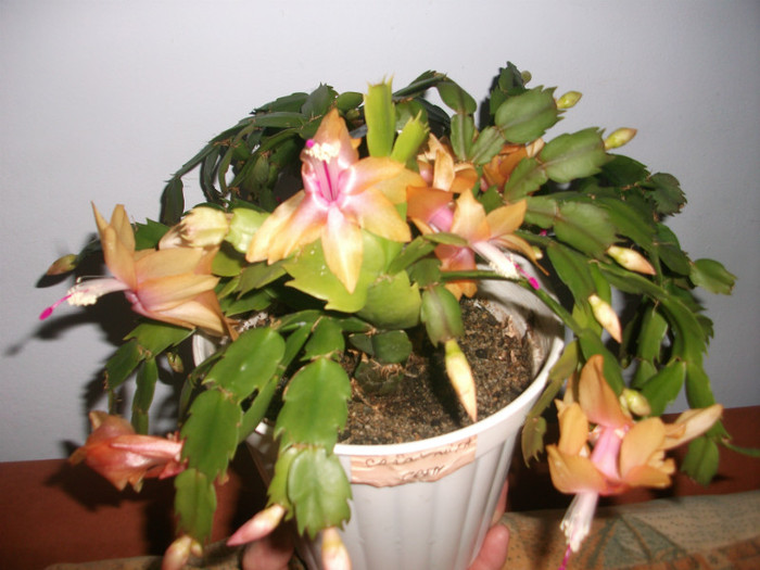 poze 339 - Craciunite decembrie