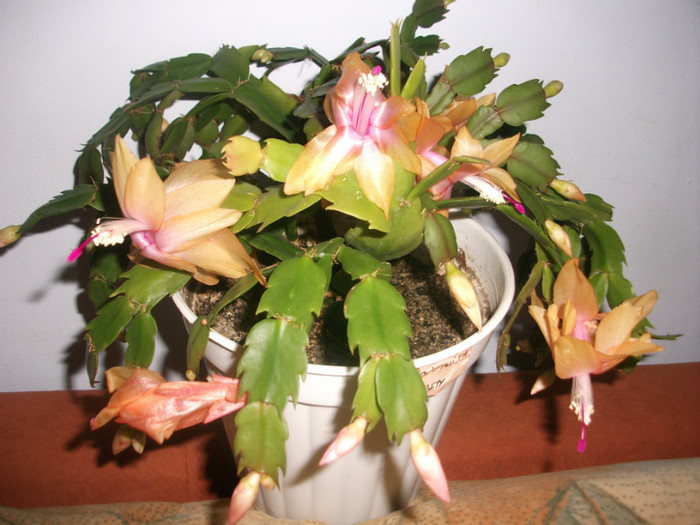 poze 341 - Craciunite decembrie