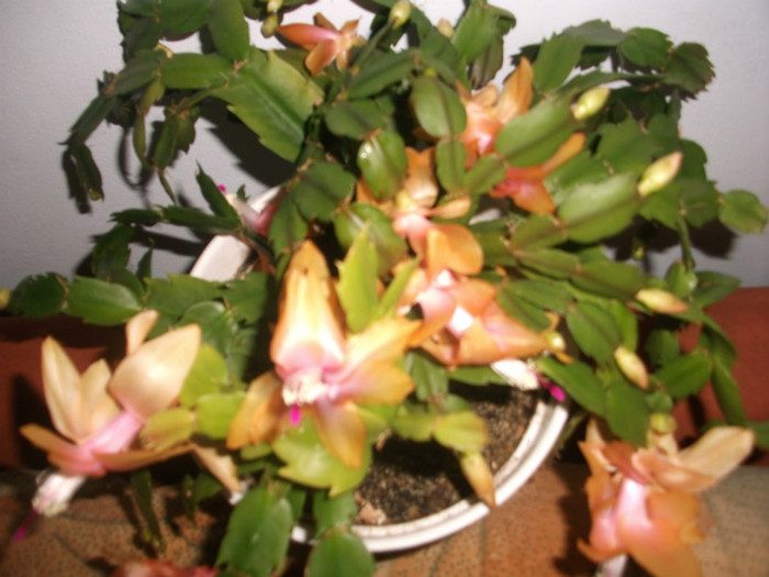 poze 343 - Craciunite decembrie