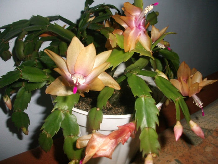 poze 344 - Craciunite decembrie